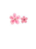 Cherry Blossoms